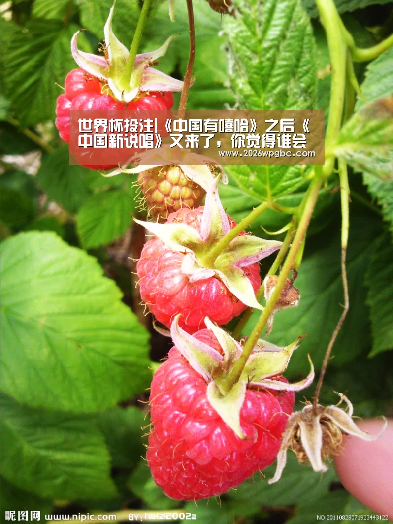 世界杯投注